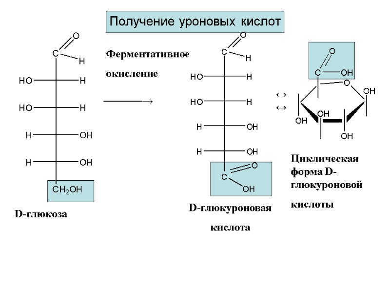 Получение уроновых кислот ─────→ Ферментативное окисление ↔↔ D-глюкоза D-глюкуроновая  кислота Циклическая форма D-глюкуроновой
